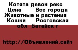 Котята девон рекс › Цена ­ 1 - Все города Животные и растения » Кошки   . Ростовская обл.,Батайск г.